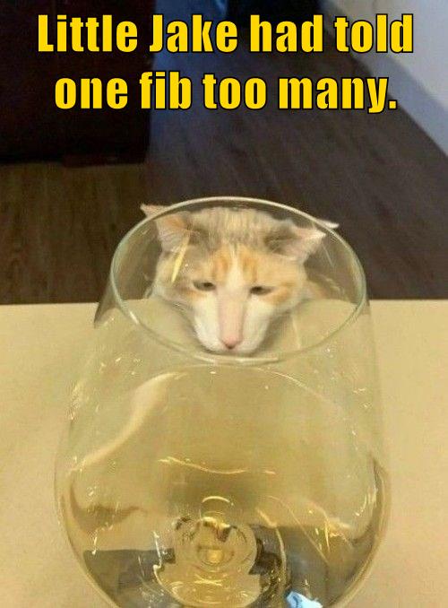 Lolcats - LOL at Funny Cat Memes - Funny cat pictures with words on them -  lol, cat memes, funny cats, funny cat pictures with words on them