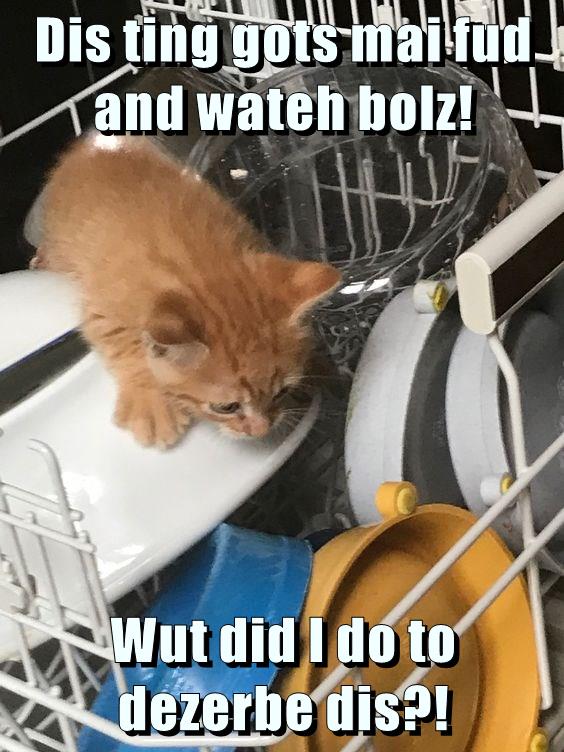 Gots his fud! Lolcats lol cat memes funny cats funny cat pictures with words on them