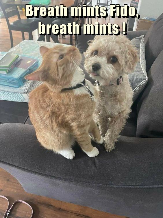 Breath mints Fido, breath mints ! Lolcats lol cat memes funny cats funny cat pictures