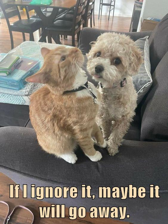 If I ignore it, maybe it will go away. - Lolcats - lol | cat memes | funny  cats | funny cat pictures with words on them | funny pictures | lol cat  memes | lol cats