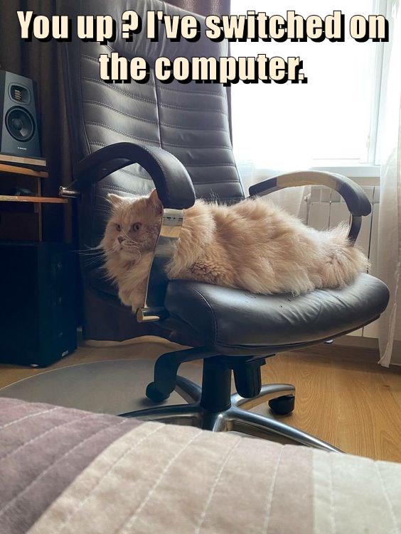 You up ? I've switched on the computer. - Lolcats - lol | cat memes ...