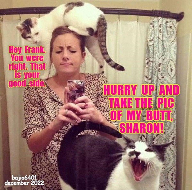 Get A Cat They Said, It Will Be Fun They Said. Lolcats lol cat