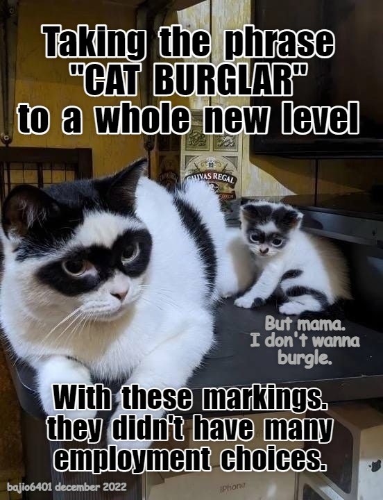 Cat burglar Lolcats lol cat memes funny cats funny cat