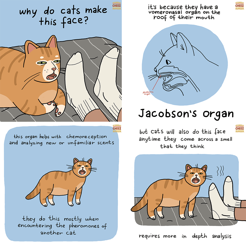 why-do-cats-make-this-face-i-can-has-cheezburger