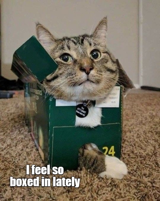 Maybe It's Your Surroundings - Lolcats - lol | cat memes | funny cats ...