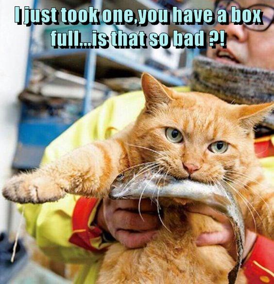 Stealing from the rich - Robinhood cat! - Lolcats - lol | cat memes ...