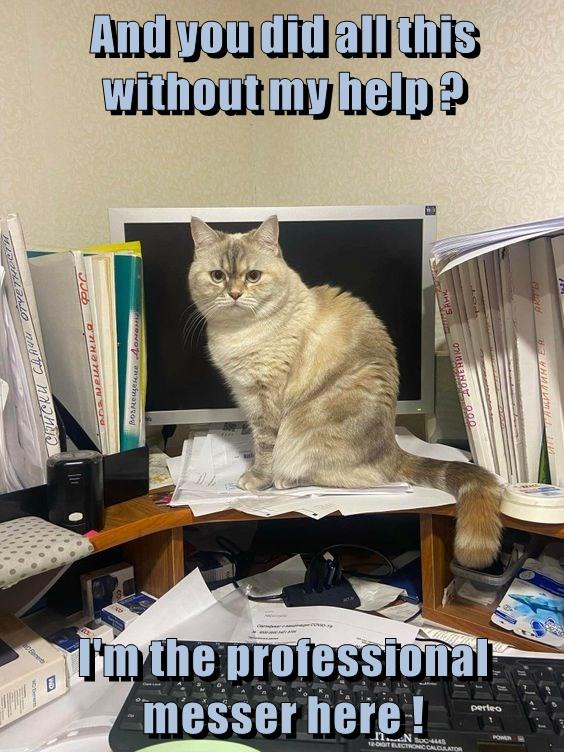 How would you get anything done without me? - Lolcats - lol | cat memes ...