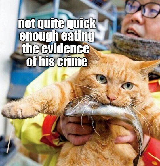 Cat burglar is at it again! Lolcats lol cat memes funny cats