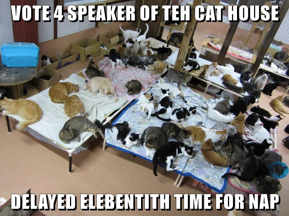 It's like herding cats - Lolcats - lol, cat memes, funny cats, funny cat  pictures with words on them, funny pictures, lol cat memes