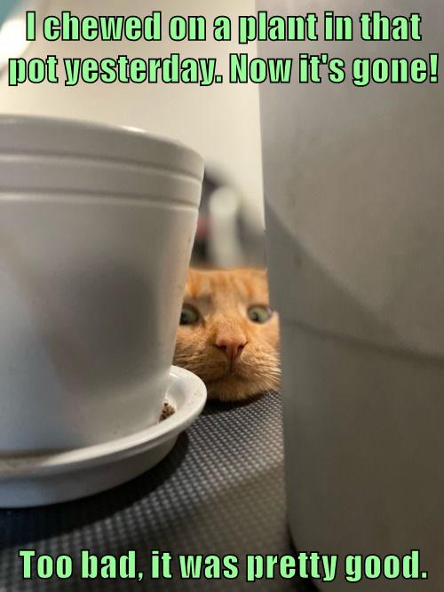 Nom nom Lolcats lol cat memes funny cats funny cat pictures with words on them funny