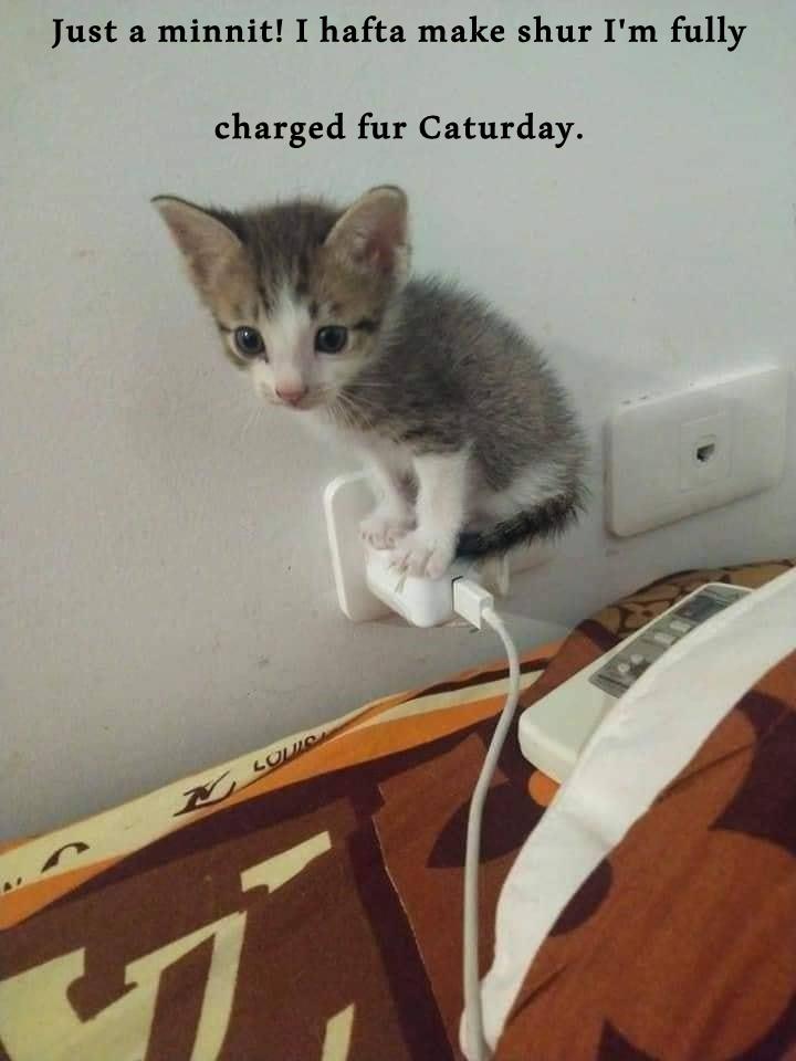 Cutest charger we ever saw - Lolcats - lol | cat memes | funny cats ...