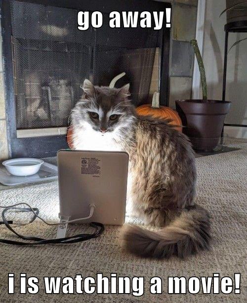 Probably watching Cats - Lolcats - lol | cat memes | funny cats | funny ...