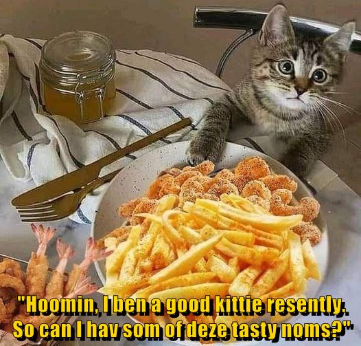 Good kitty deserves noms! Lolcats lol cat memes funny cats