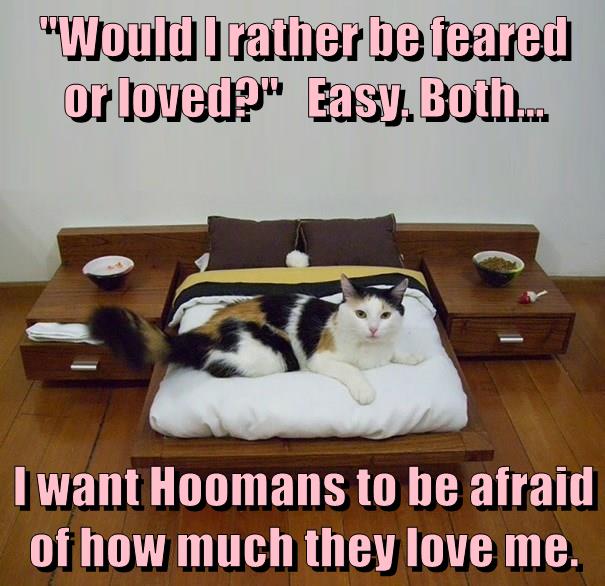 Wisdom cat - Lolcats - lol | cat memes | funny cats | funny cat ...