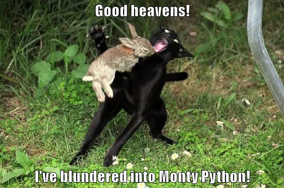 Just a flesh wound! Lolcats lol cat memes funny cats funny