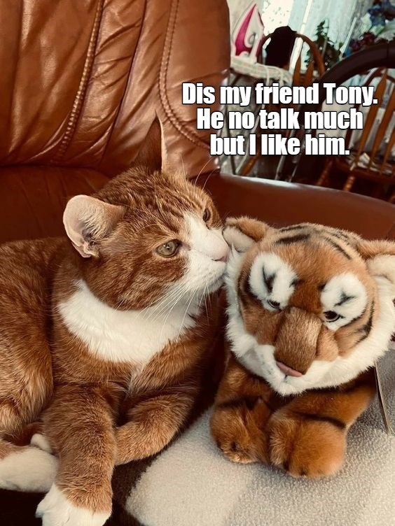 Best Fwends - Lolcats - lol, cat memes, funny cats