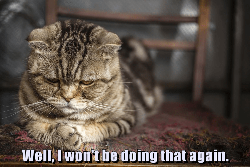 Disappointed Kitty Is Disappointed - Lolcats - Lol 