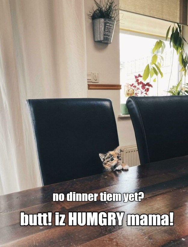 Empty table - sad kitty - Lolcats - lol | cat memes | funny cats ...