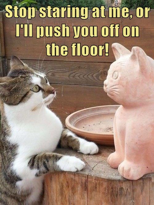 Don't push me! Lolcats lol cat memes funny cats funny cat