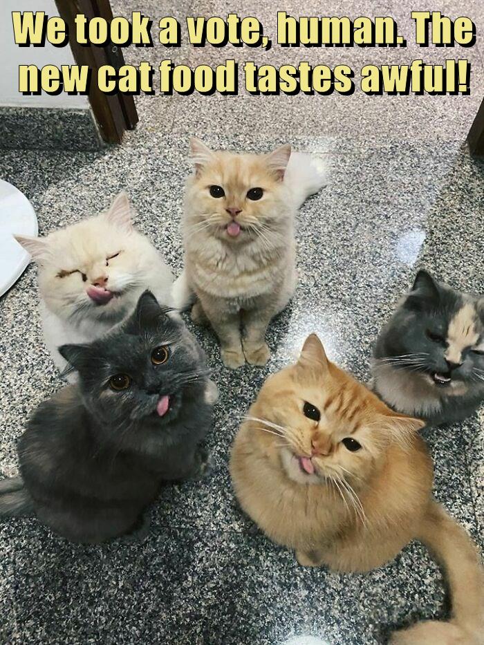 We took a vote, human. The new cat food tastes awful! - Lolcats - lol ...