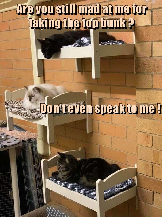 Don't even speak to me! - Lolcats - lol | cat memes | funny cats ...