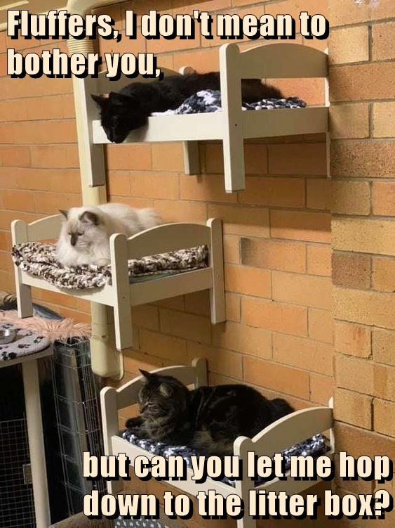 Don't mean to interrupt - Lolcats - lol | cat memes | funny cats ...