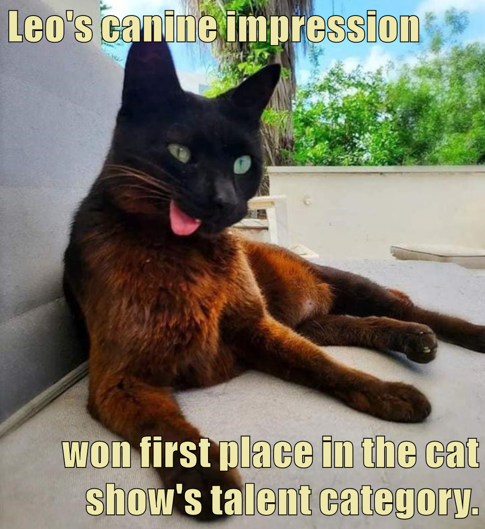 First place in participation - Lolcats - lol | cat memes | funny cats ...