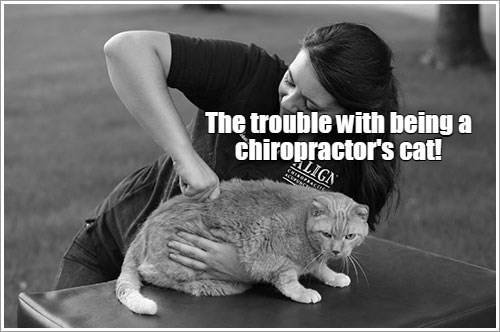 Mittens wishes her owner had a better work-life balance - Lolcats - lol ...