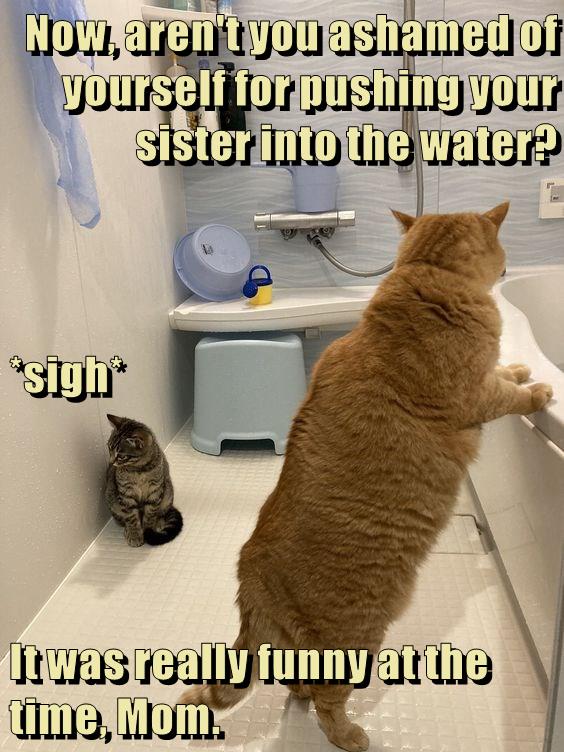 Siblings, amiright? - Lolcats - lol | cat memes | funny cats | funny ...