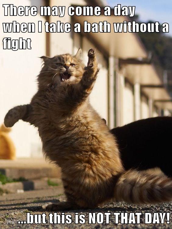 Not Today Lolcats Lol Cat Memes Funny Cats Funny Cat Pictures With Words On Them 