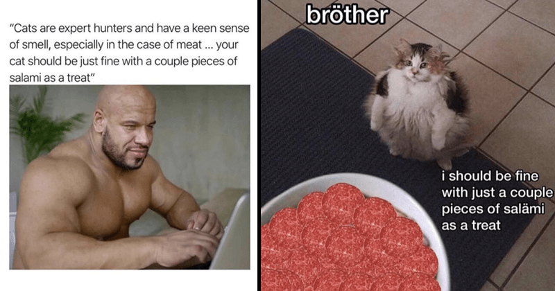 Cats Can Have A Little Salami According To These Tasty New Memes Memebase Funny Memes