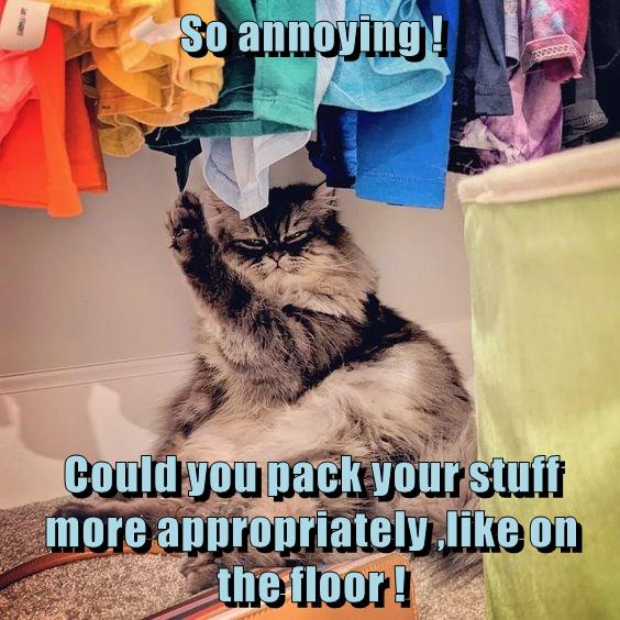 So annoying Lolcats lol cat memes funny cats funny cat