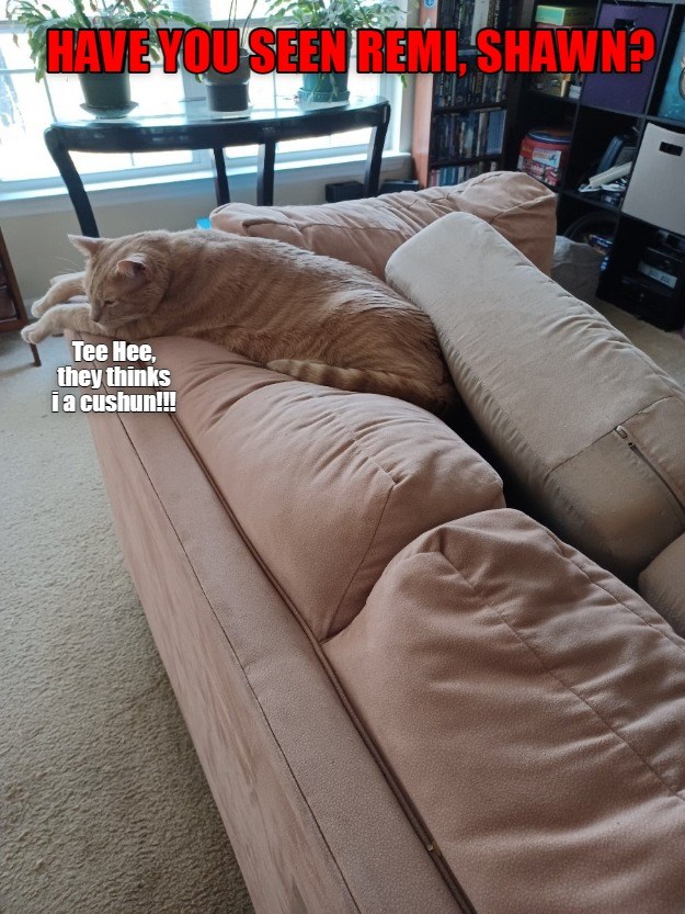 To be a cushion you must think like a cushion Lolcats lol cat