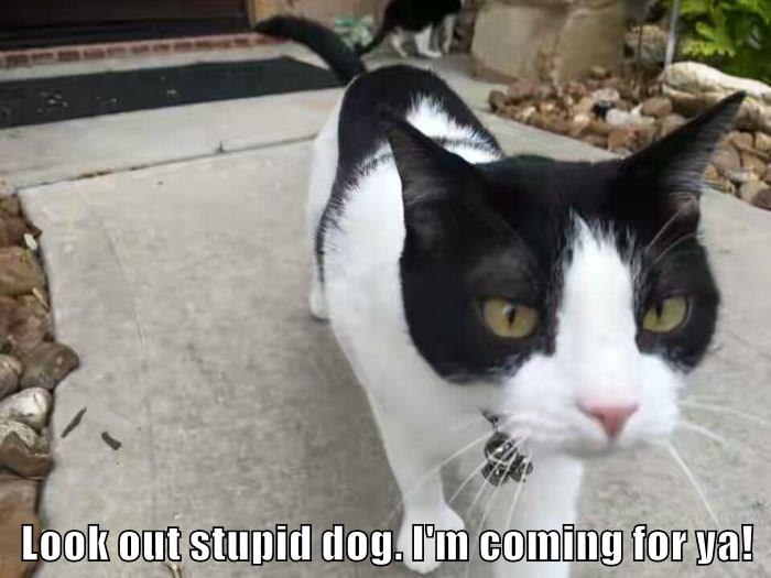 Hell Knows No Fury Like A Kitty's Wrath - Lolcats - Lol | Cat Memes ...