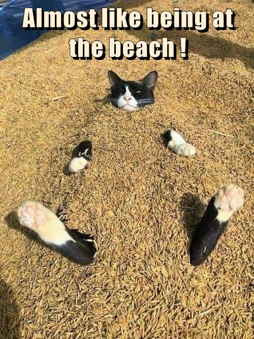 Less sand in my paws after - Lolcats - lol | cat memes | funny cats ...