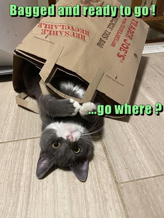 To the catnip store? Lolcats lol cat memes funny cats funny