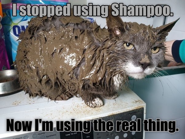 Just a Minor Change. - Lolcats - lol | cat memes | funny cats | funny ...