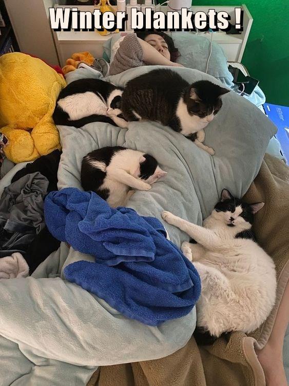 Winter blankets ! Lolcats lol cat memes funny cats funny cat