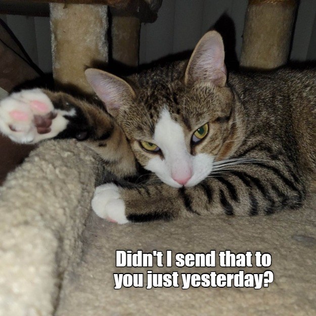 POV: You leave me on Read - Lolcats - lol | cat memes | funny cats ...