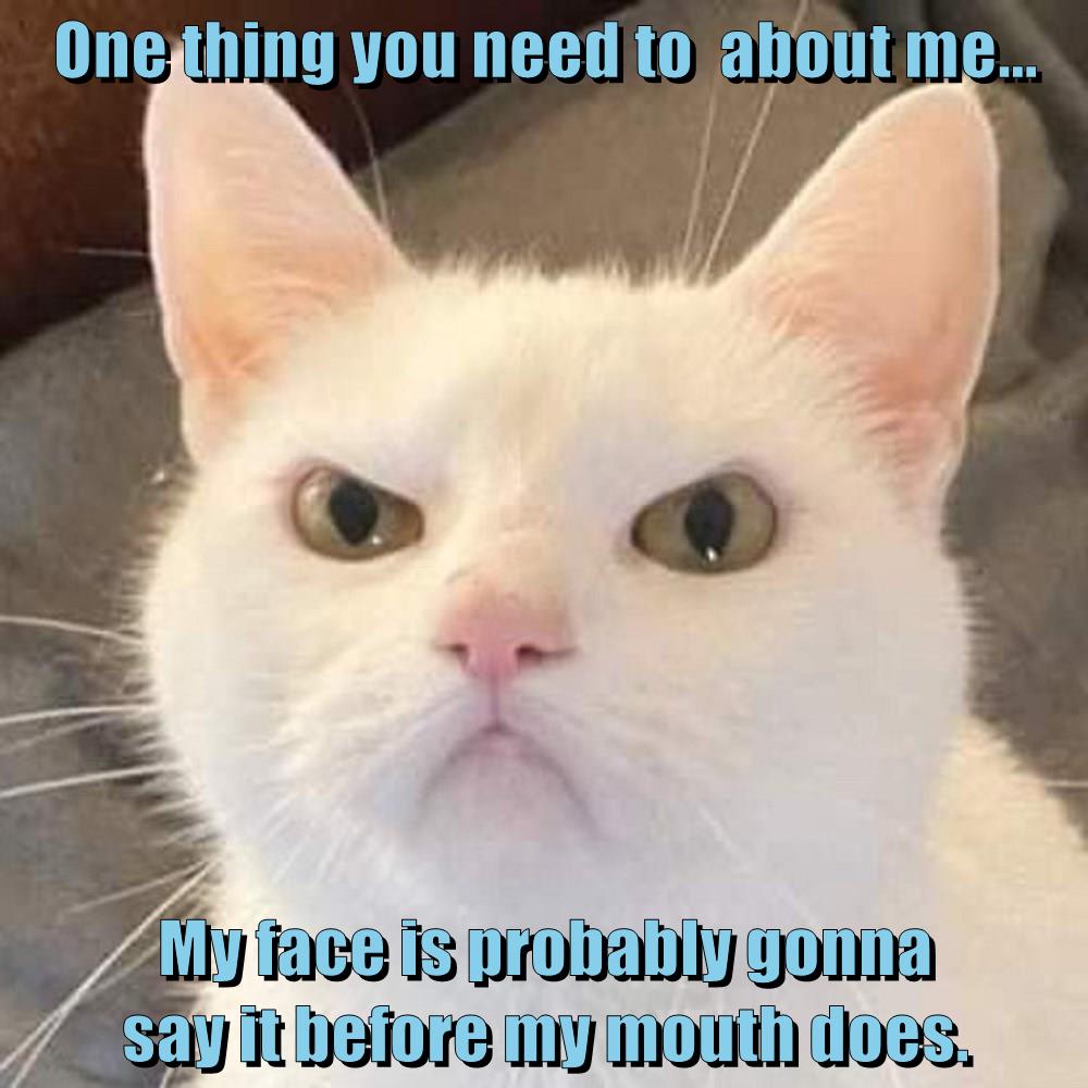 Resting cat face - Lolcats - lol | cat memes | funny cats | funny cat ...