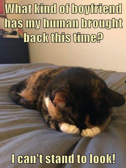 This cat has seen everything. EVERYTHING - Lolcats - lol | cat memes ...