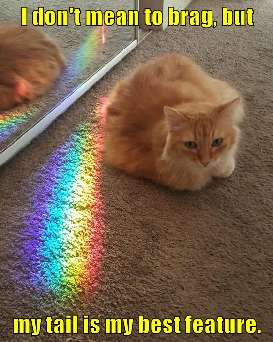 Self confidence level - rainbow - Lolcats - lol | cat memes | funny ...