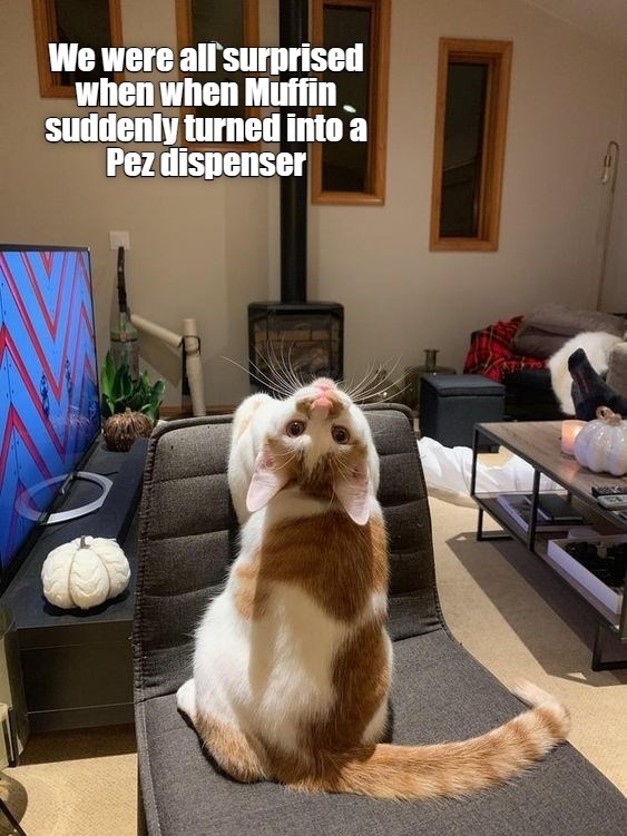 A Cat Of Many Talents - Lolcats - lol | cat memes | funny cats | funny ...