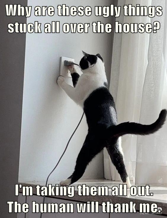 Not in my house - Lolcats - lol | cat memes | funny cats | funny cat ...