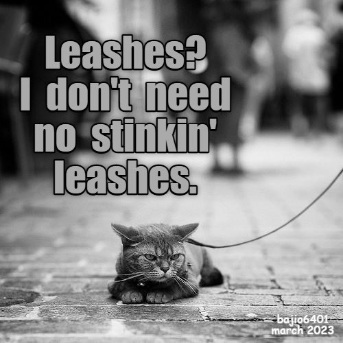 You must have me confused for the dog, hooman Lolcats lol cat