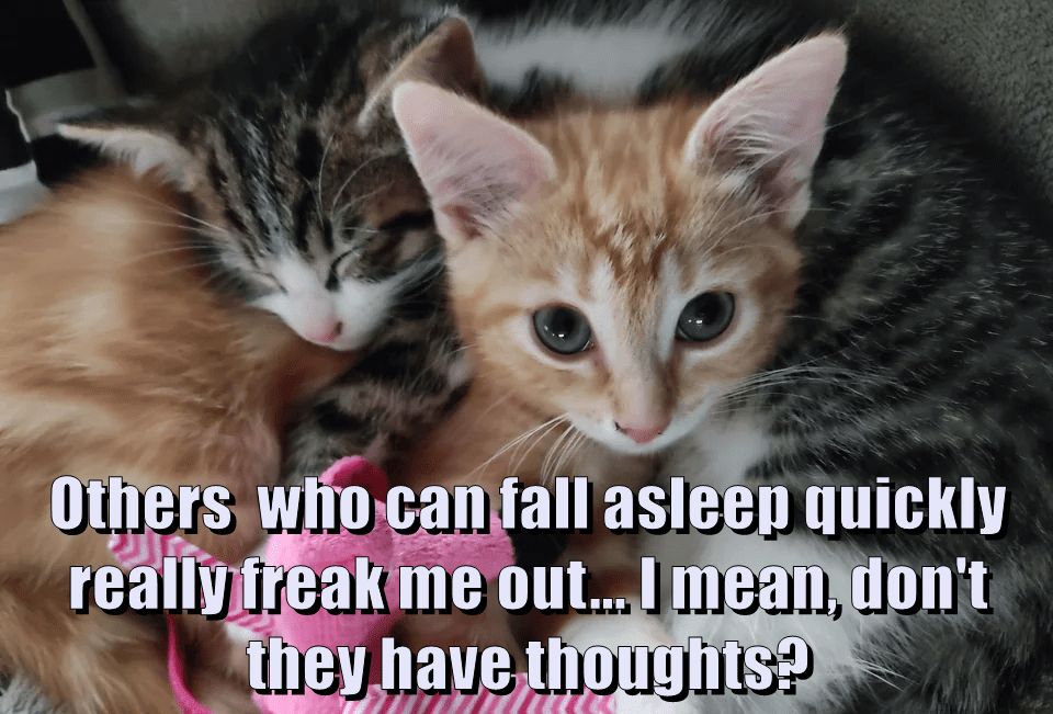 what-do-they-do-about-all-the-voices-lolcats-lol-cat-memes