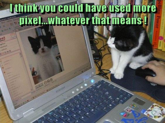 Take the picture again - Lolcats - lol | cat memes | funny cats | funny ...