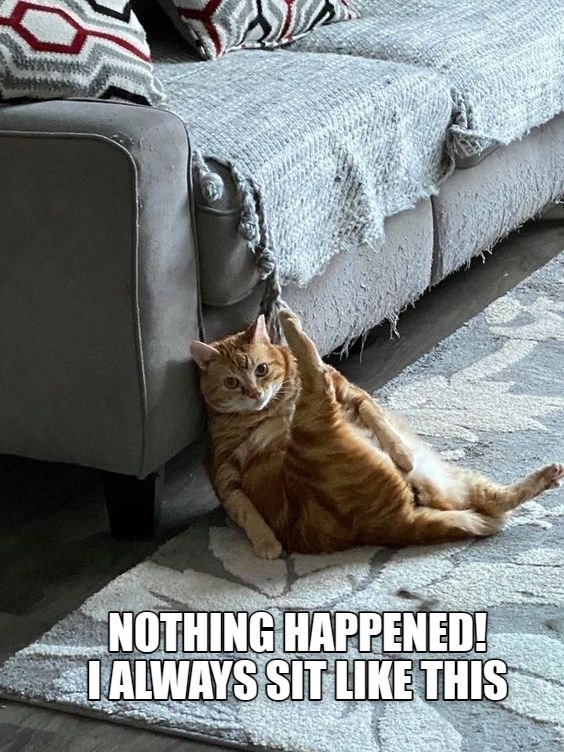 Just stretching for my zoomies later Lolcats lol cat memes