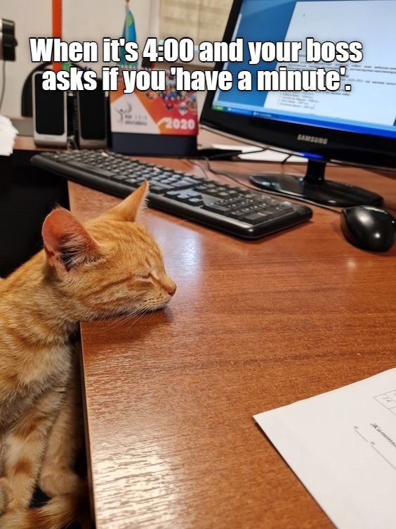 A minute to nap maybe - Lolcats - lol | cat memes | funny cats | funny ...