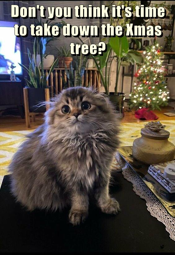 It's March - Lolcats - lol | cat memes | funny cats | funny cat ...